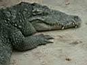 12CrocodileZoo007.JPG